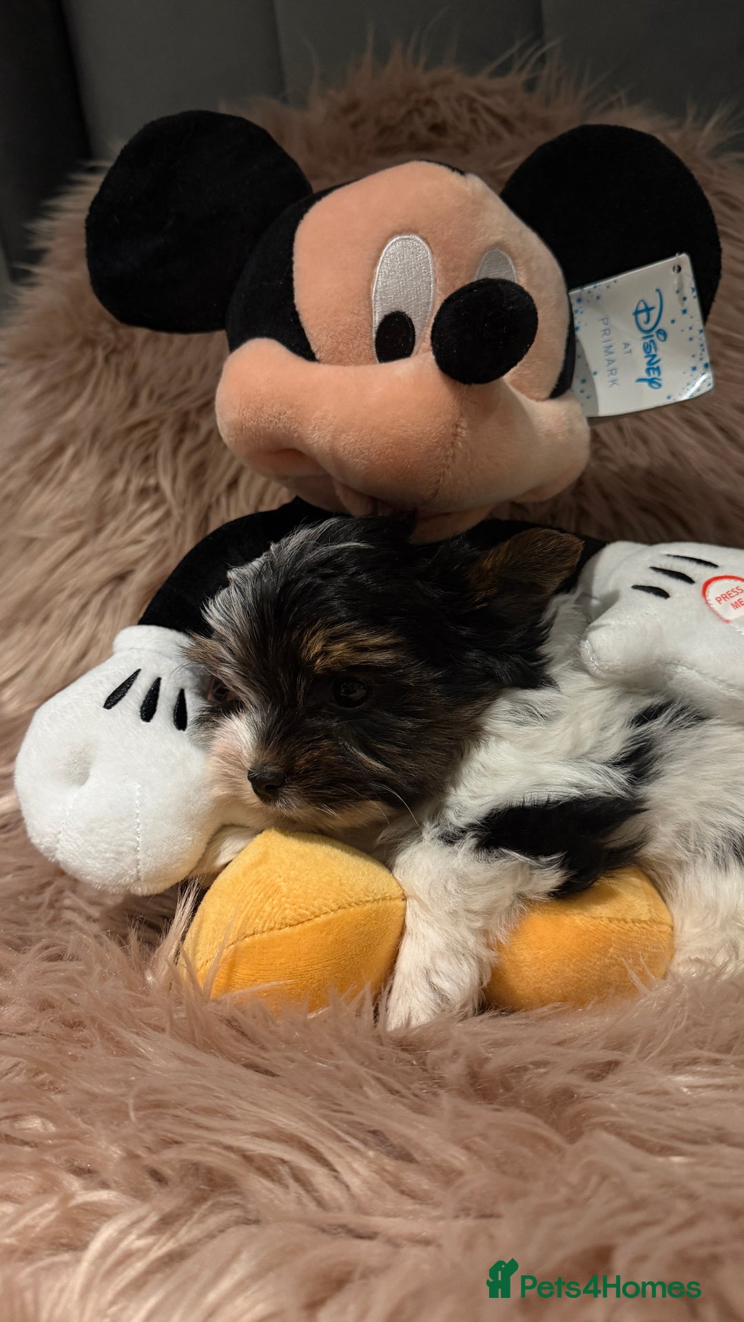 Biewer Terrier dogs for sale: Beautiful boys Biewer ready now  - Advert 5