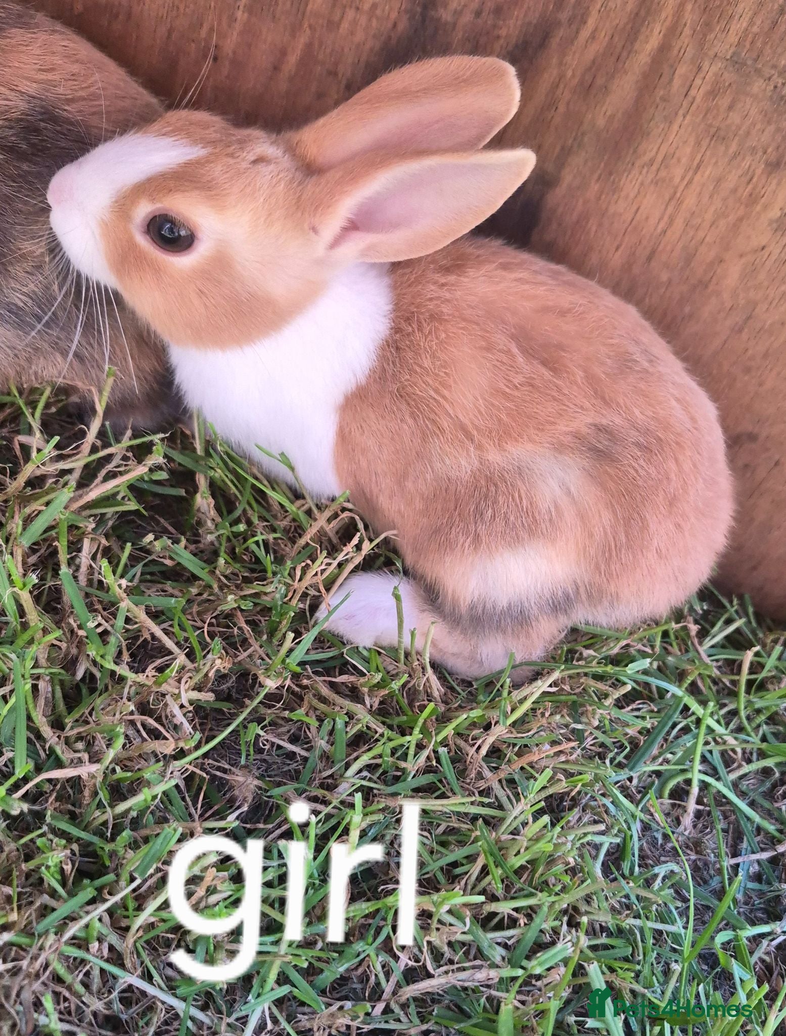 Dutch rabbits Dutch rabbits  - Advert 1