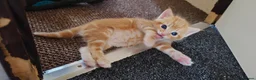 Mixed Breed cats for sale: Ginger boy for sale - Advert 8