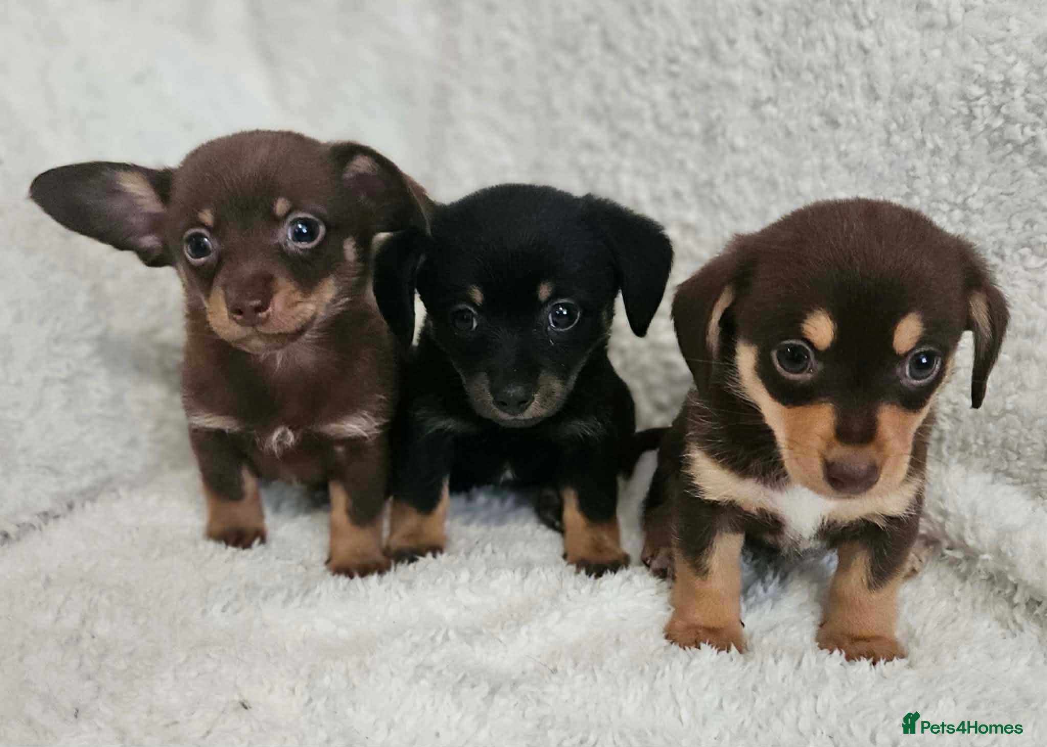 Mixed Breed dogs Dachshund x Pomeranian  - Advert 1