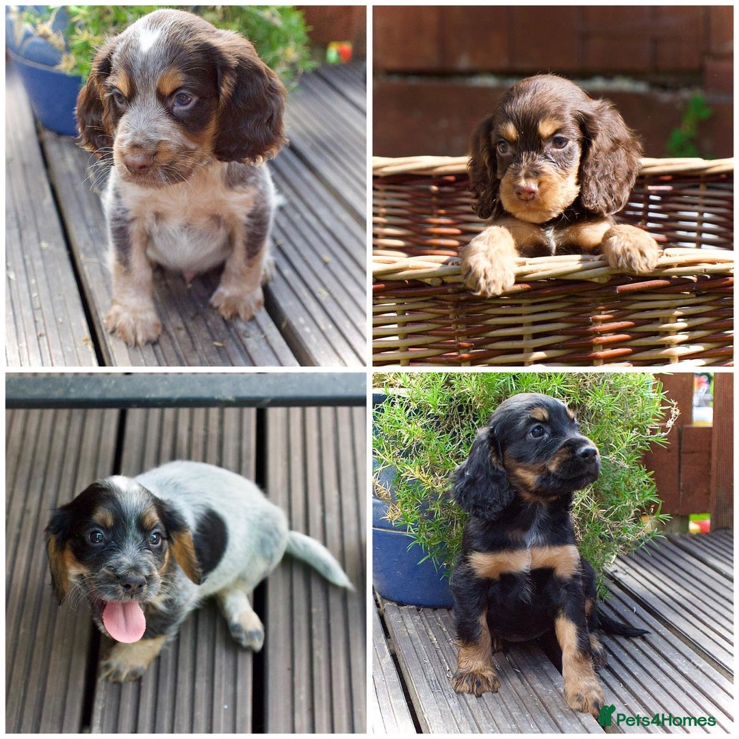 Cocker Spaniel dogs for sale: Beautiful KC Registered Cocker Spaniel Puppies  - Image 4
