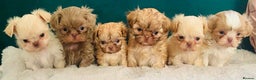 Shih Tzu dogs for stud: LAVENDER Tiniest lavender stud in Wales  in Cardiff - Advert 14