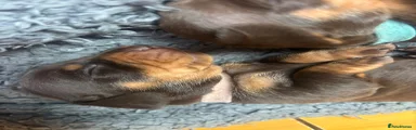 Miniature Dachshund Puppy 5