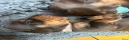 Miniature Dachshund dogs for sale: Choc and tan, mini dachshund puppies  in Eye - Advert 9