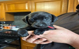 Mixed Breed dogs for sale: Labrador cross puppies - Image 3