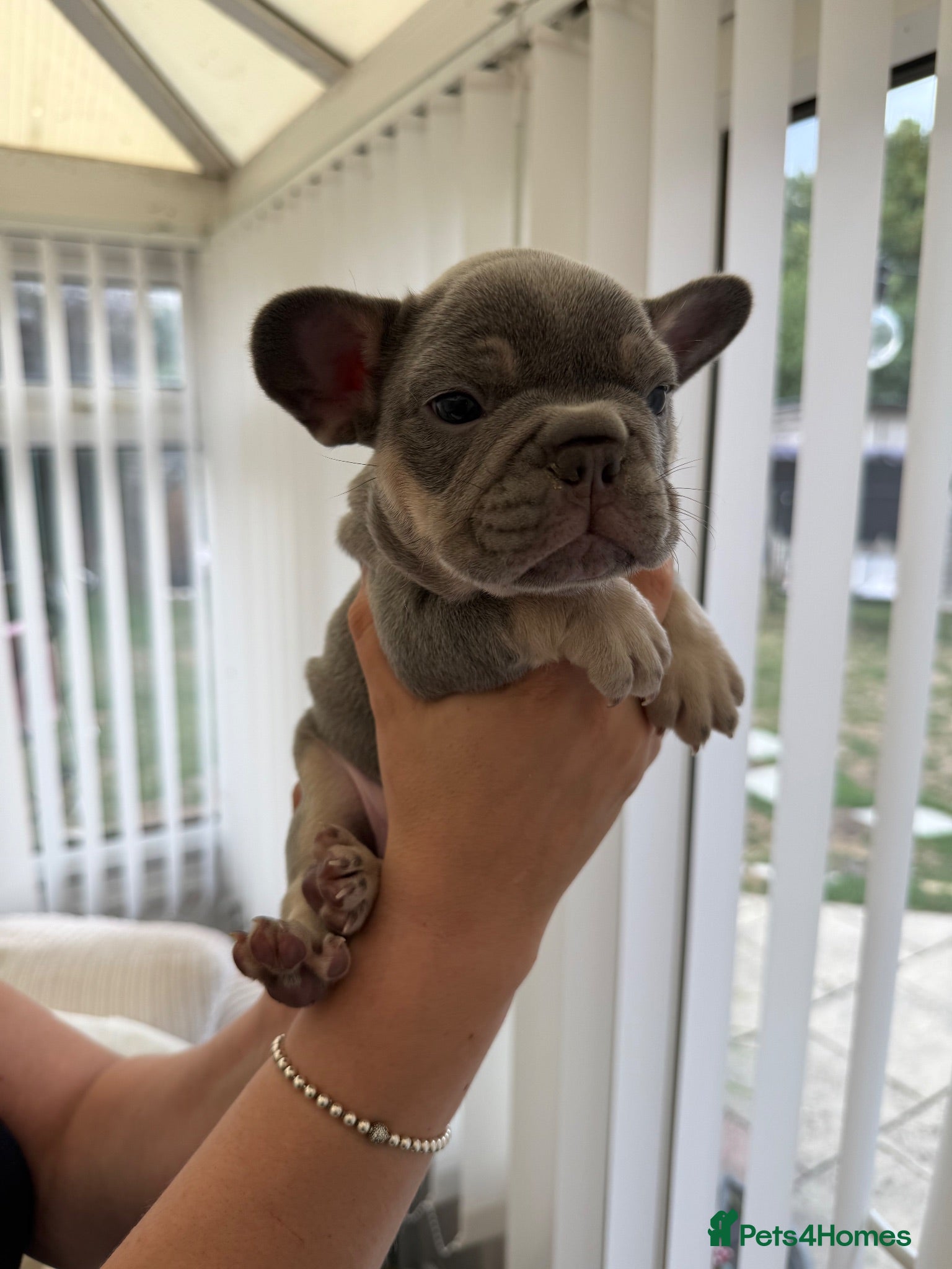 French Bulldog dogs Beautiful French bulldogs  - Advert 1