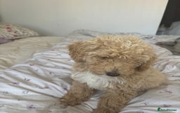 Toy Poodle dogs for sale: Last Toy Poodle Girl Waiting for her Forever Home - Image 8