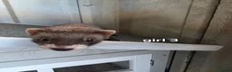 Ferret rodents for sale: 7 beautiful kits for sale  - Advert 4
