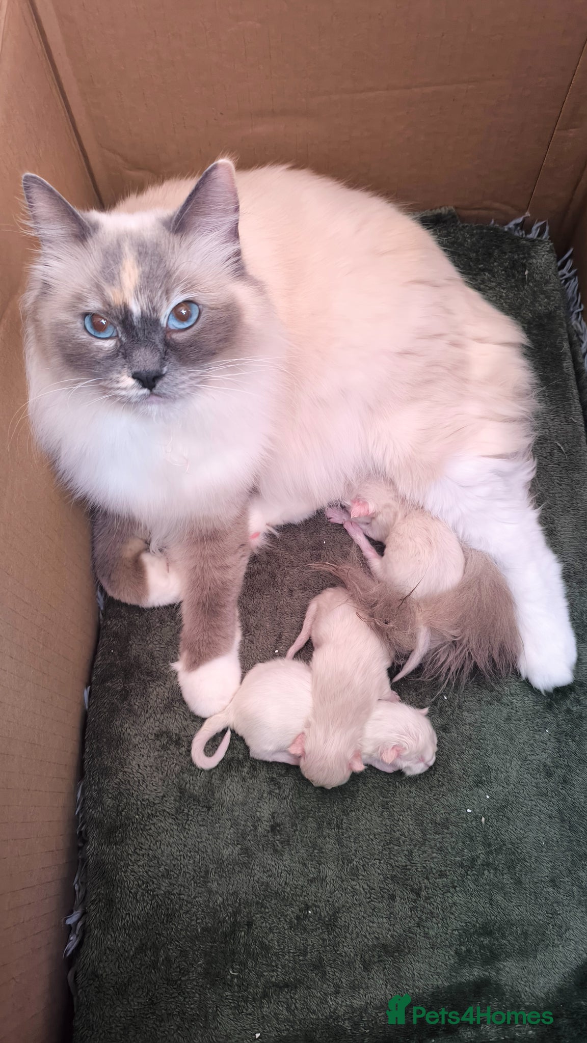 Ragdoll cats Beautiful ragdolls are looking for a forever home  - Advert 2