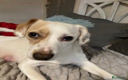 Mixed Breed dogs for sale: 6 beautiful puppies  - Image 9