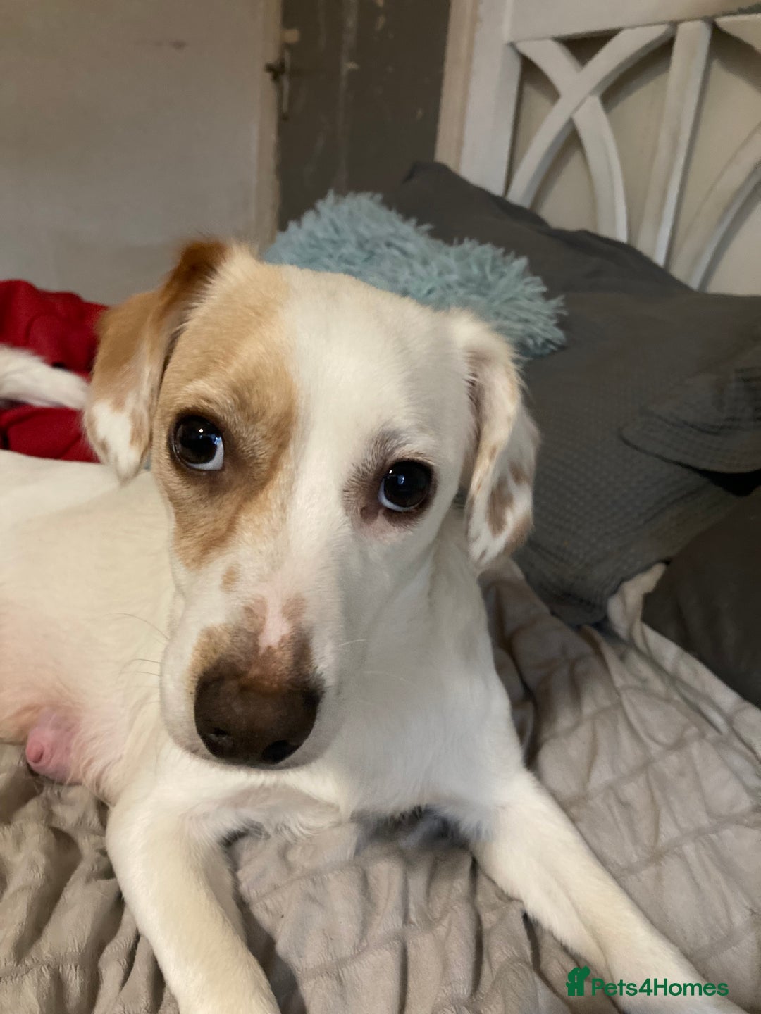 Mixed Breed dogs for sale: 6 beautiful puppies  - Image 9