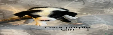Dark purple girl