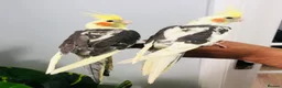 Cockatiels birds for sale: Beautiful hand tamed cockatiels for sale. - Advert 3