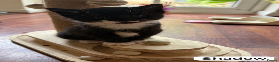 Shadow