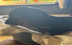 Dachshund dogs for sale: Standard wirehaired (Teckels)  - Image 13