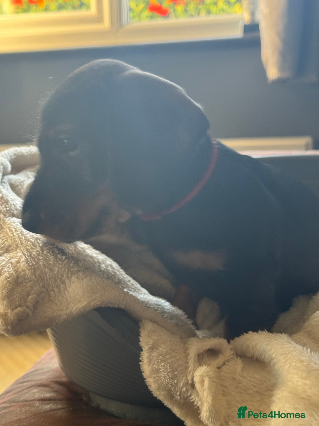 Dachshund dogs for sale: Standard wirehaired (Teckels)  - Image 13
