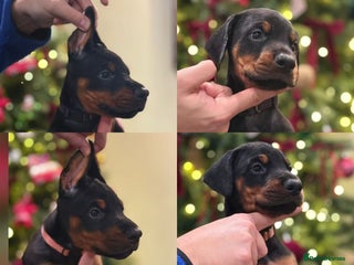 Dobermann dogs 🐾 Dobermann puppies/KC reg🐾 Top Pedigree - Advert 2