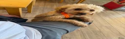 Toy Poodle dogs for stud: Beautiful and calm toy poodle for studding  - Advert 4