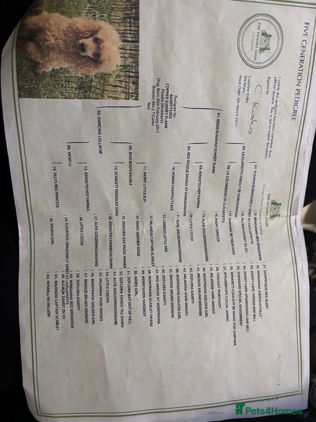 Cockapoo dogs for sale: F1 toy cockapoo’s - Advert 12