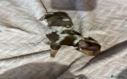 Miniature Dachshund dogs for sale: 6 Miniature Dachshund babies - Image 16