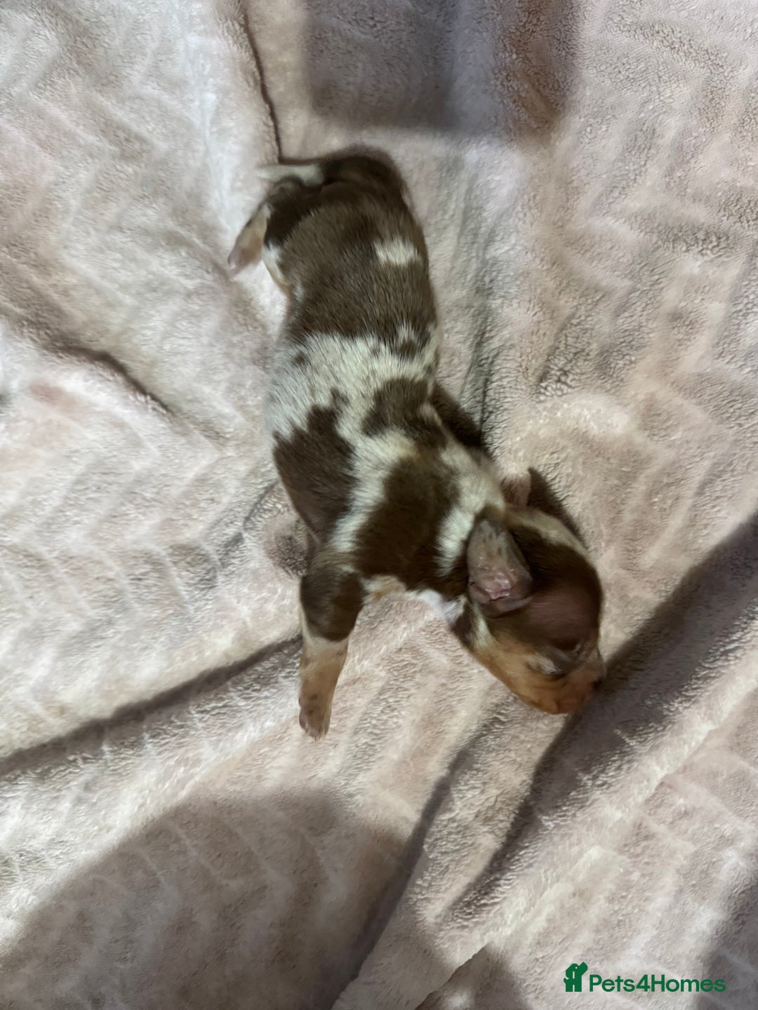 Miniature Dachshund dogs for sale: 6 Miniature Dachshund babies - Image 16