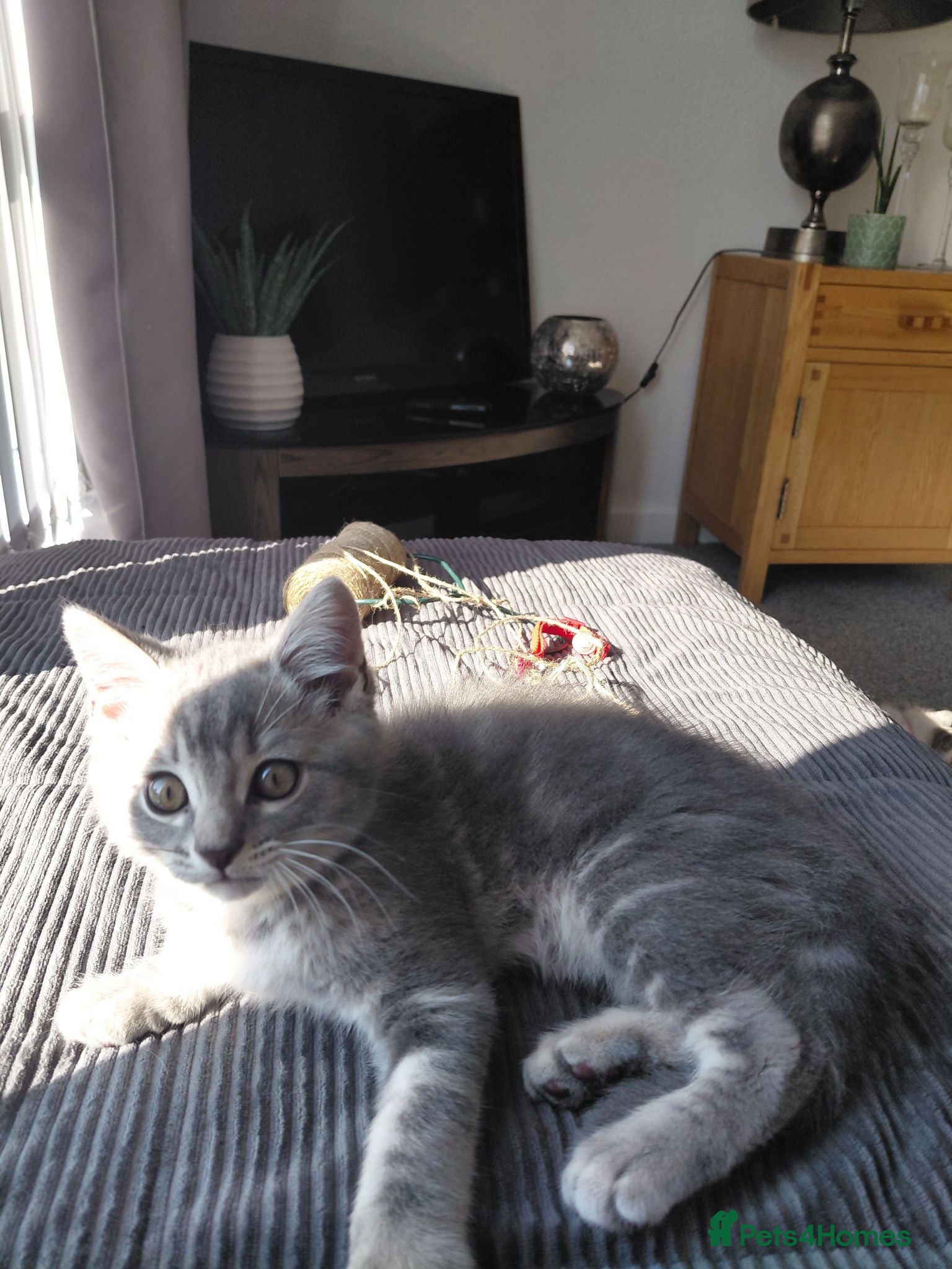 Mixed Breed cats Ragdoll mix kittens - Advert 9