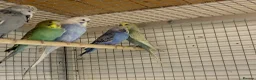 Budgerigars birds for sale: Budgies  - Advert 3