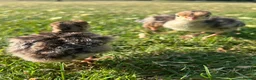 Turkeys poultry for sale: *PRE ORDER* American Turkey poults! - Advert 4