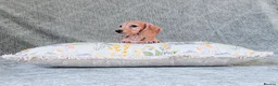 Miniature Dachshund dogs for sale: Silkie Mini Dachshund Puppies  - Advert 8