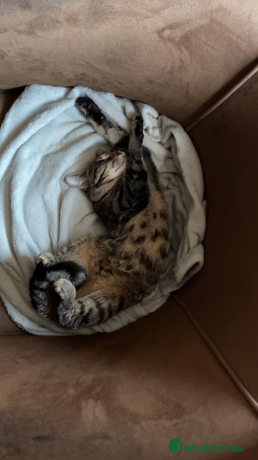 Domestic Shorthair cats for sale: 1 Year Old Male Cat in Bradford - Advert 2