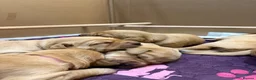 Goldador dogs for sale: 6 Beautiful Goldador Puppies - Advert 8