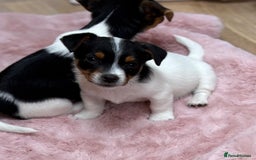 Jack Russell dogs for sale: Traditional Miniature Jack Russell Puppies! - Advert 26