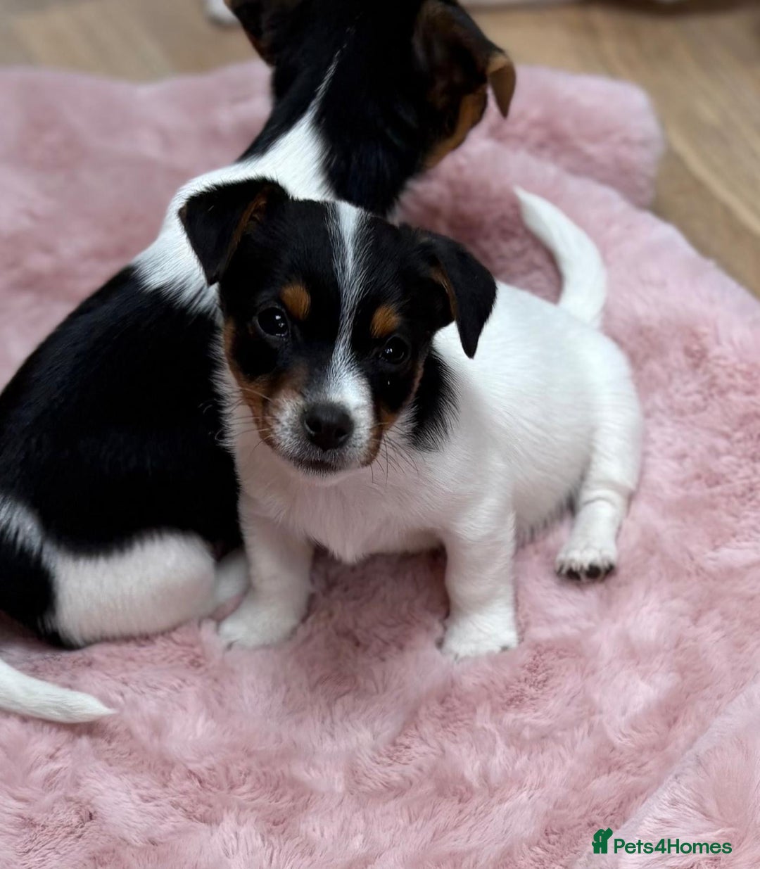 Jack Russell dogs for sale: Traditional Miniature Jack Russell Puppies! - Advert 26