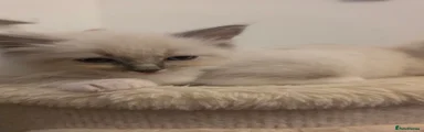 Ragdoll 1