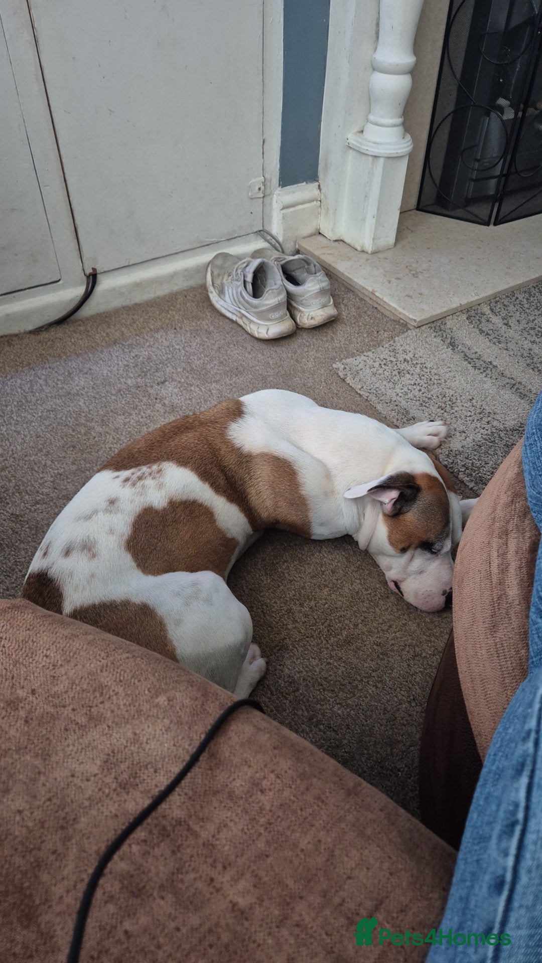 Mixed Breed dogs for sale: Needs a good home - Image 4