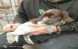 Cocker Spaniel dogs for sale: Working Cocker Spaniel Puppies For Sale - Image 9