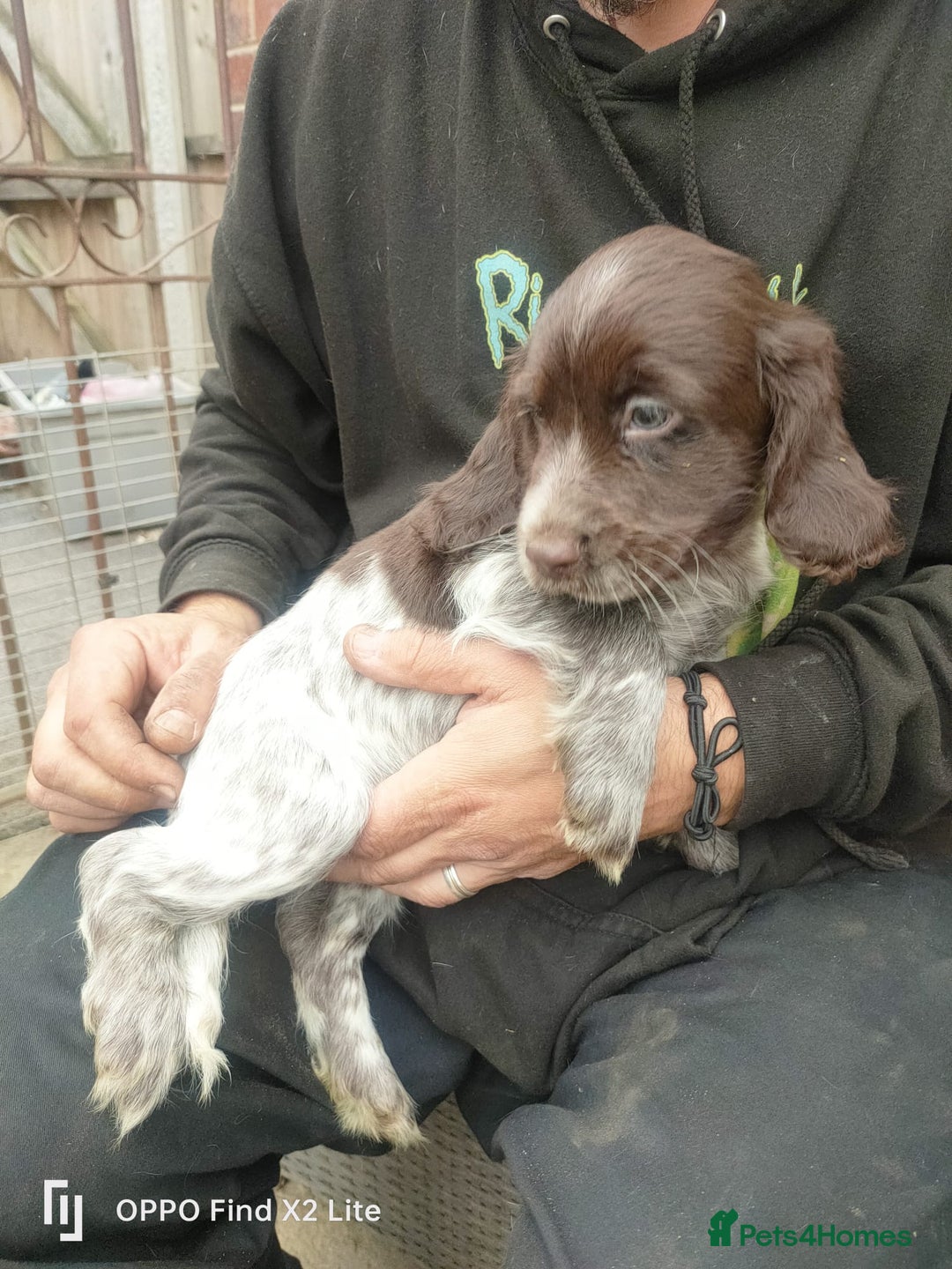 Cocker Spaniel dogs for sale: Working Cocker Spaniel Puppies For Sale - Image 9