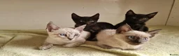 Mixed Breed cats for sale: Bengal,Siamese, Maine coon mix kittens.  - Advert 19