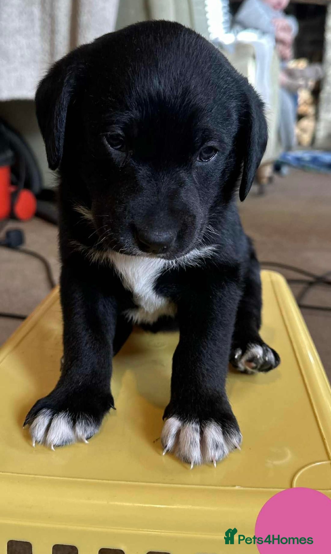 Borador dogs for sale: Pups - Labrador x Collie  - Advert 5