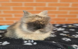 Lionhead rabbits for sale: Double Maned Lionhead  - Image 17