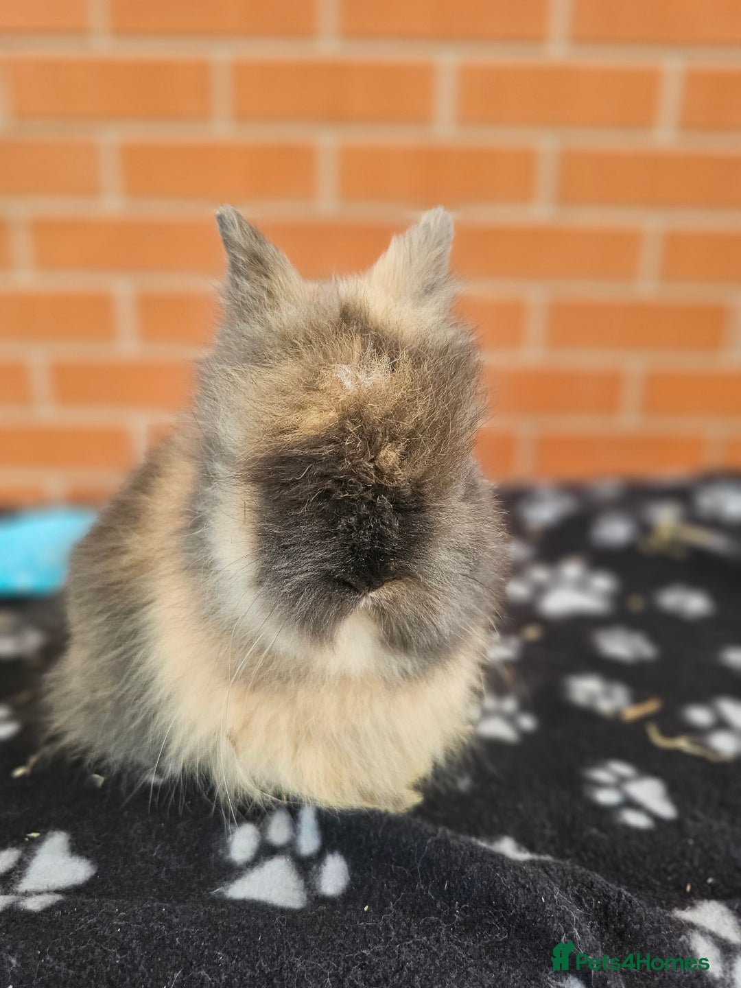 Lionhead rabbits for sale: Double Maned Lionhead  - Image 17