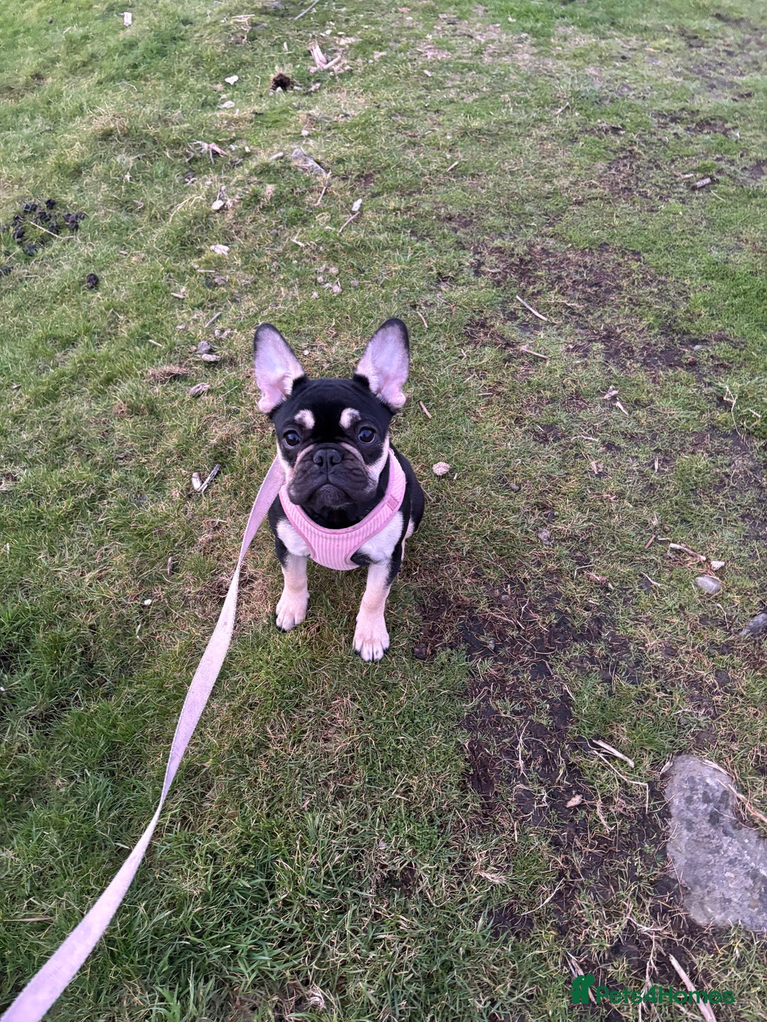 French Bulldog dogs for sale: Beautiful female frenchie - Advert 2