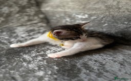 British Shorthair cats for sale: ✨🍑 PEACH & PISTACHIO 💚✨ - Image 18