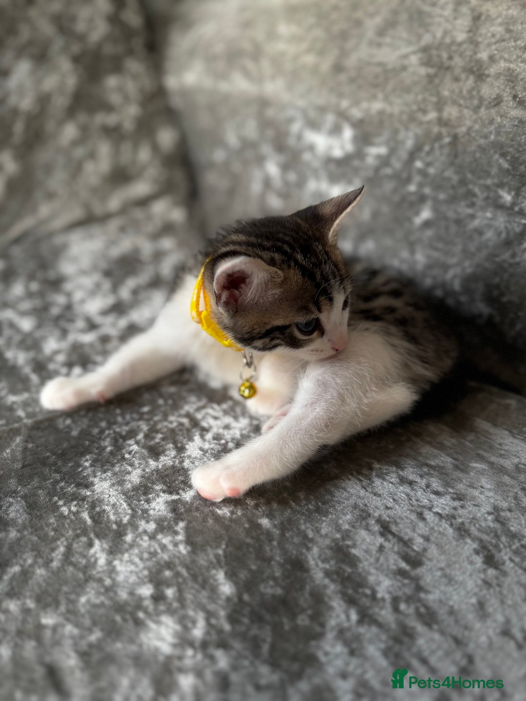 British Shorthair cats for sale: ✨🍑 PEACH & PISTACHIO 💚✨ - Image 18