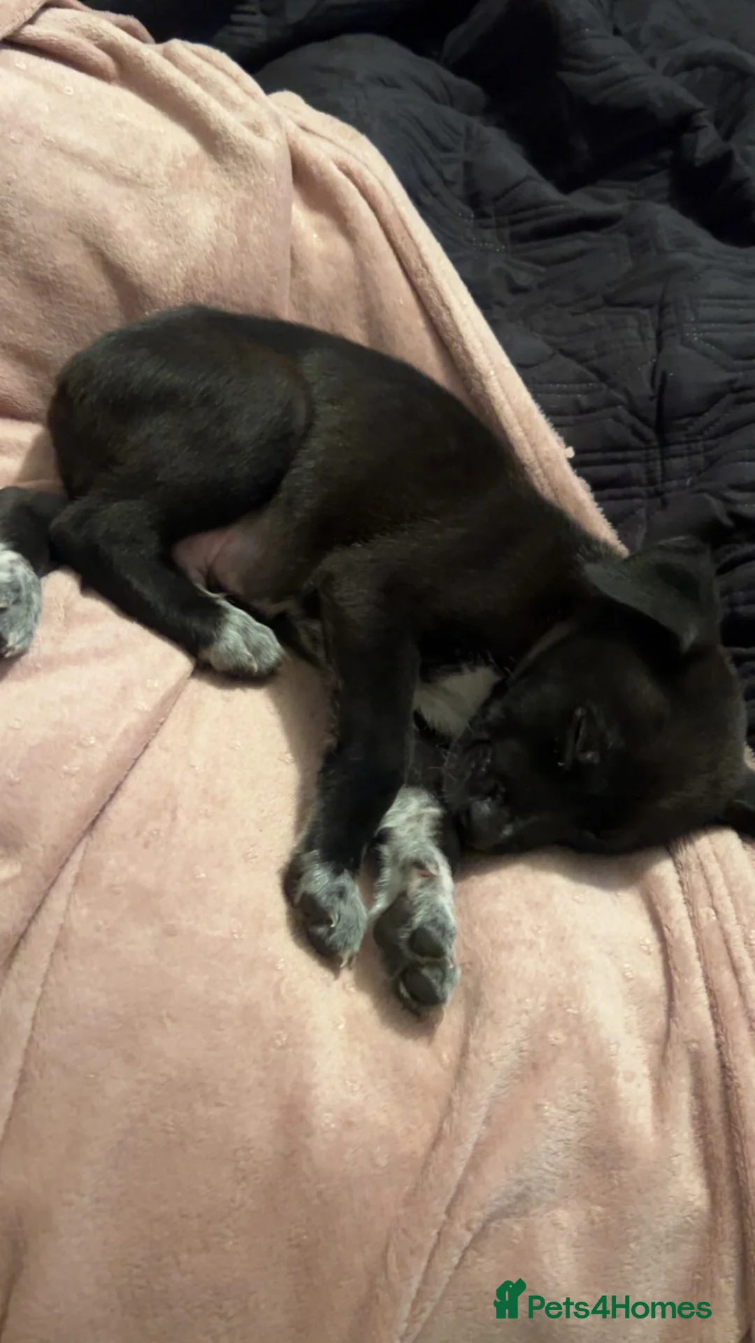 Mixed Breed dogs for sale: Diesel  - Advert 4