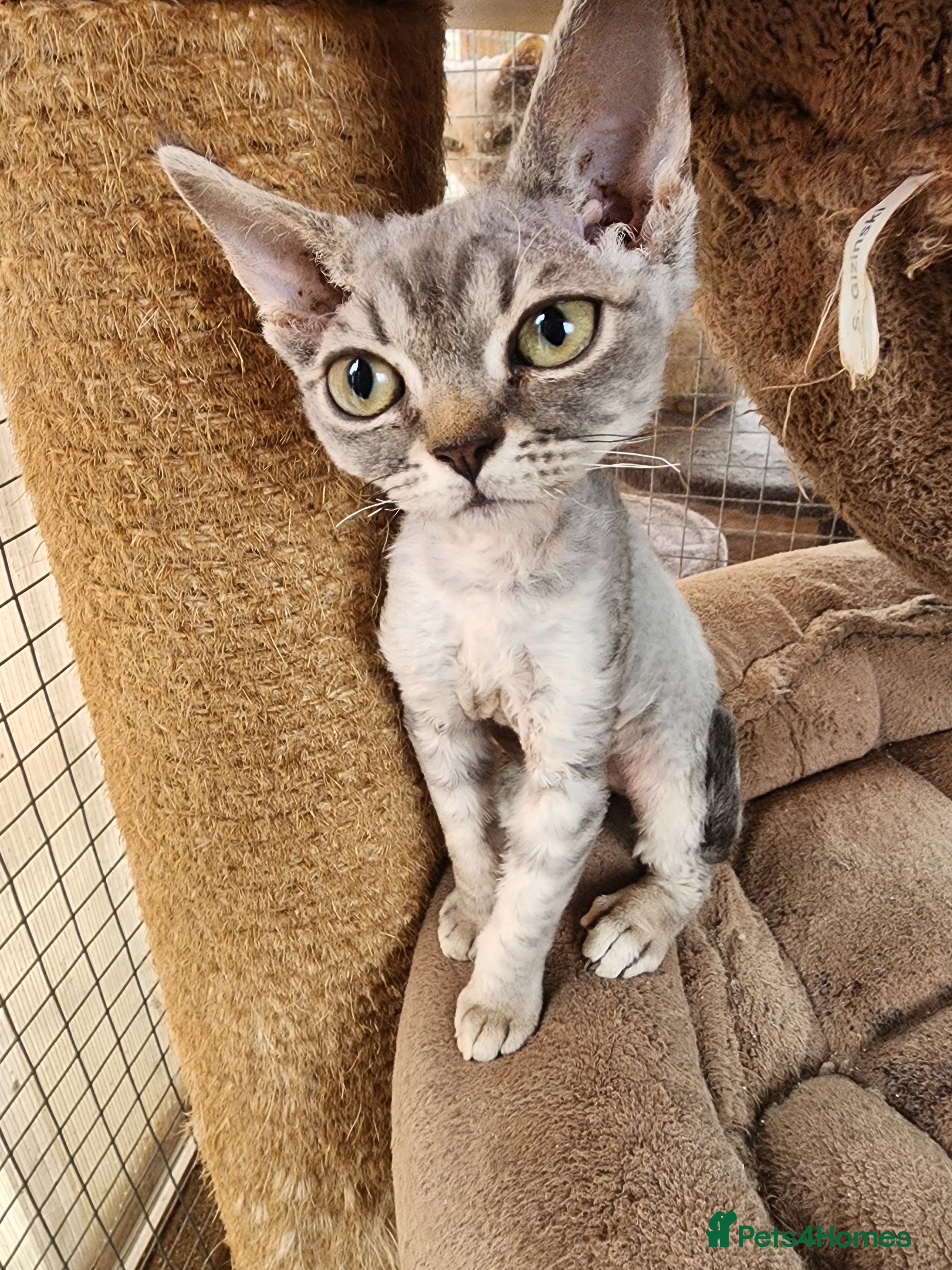 Devon Rex cats Black silver Devon Rex girl available - Advert 1