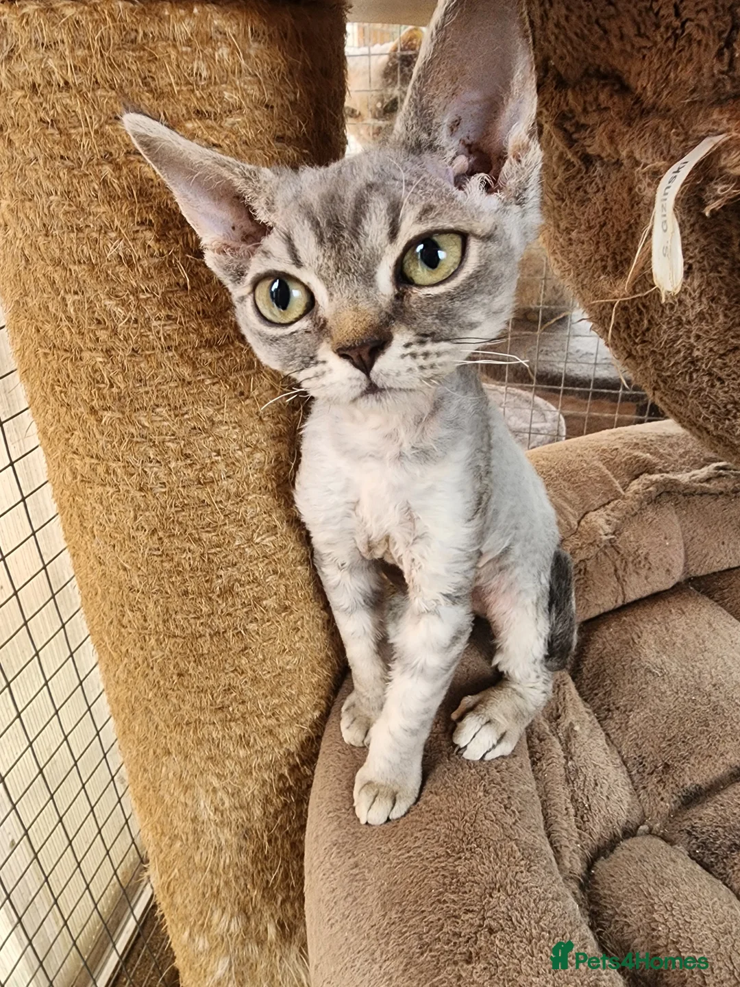 Devon Rex cats for sale: Black silver Devon Rex girl available - Advert 1