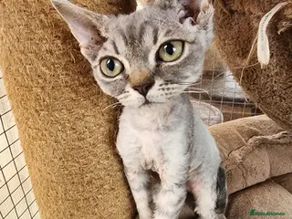 Devon Rex cats Black silver Devon Rex girl available - Advert 1