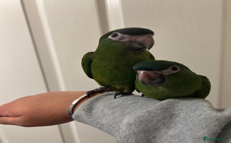 Parrots birds - Advert 2