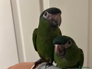 Parrots birds Hand Reared Baby Hahns Macaws - Advert 10